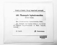 Phomopsis leptostromiformis image